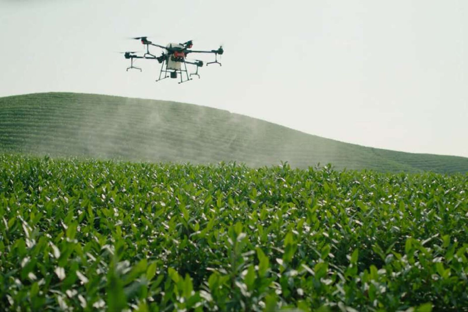 Dron de aspersión sobre un cultivo
